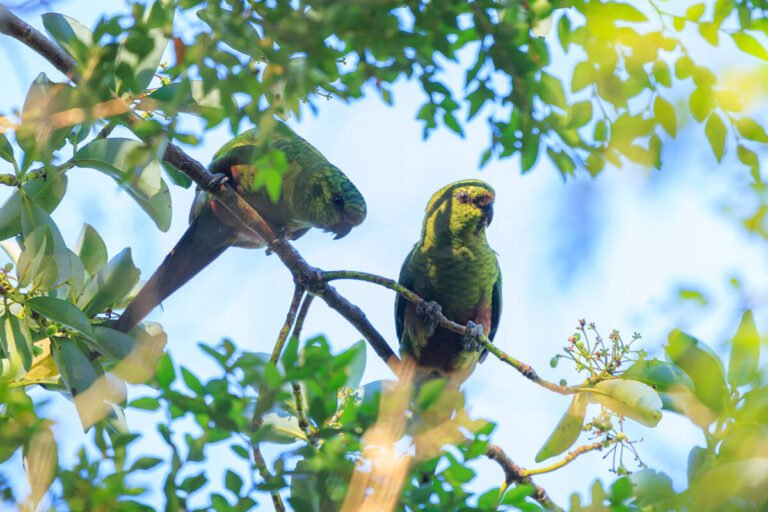 Avistamiento_aves-_chile_Aldunate