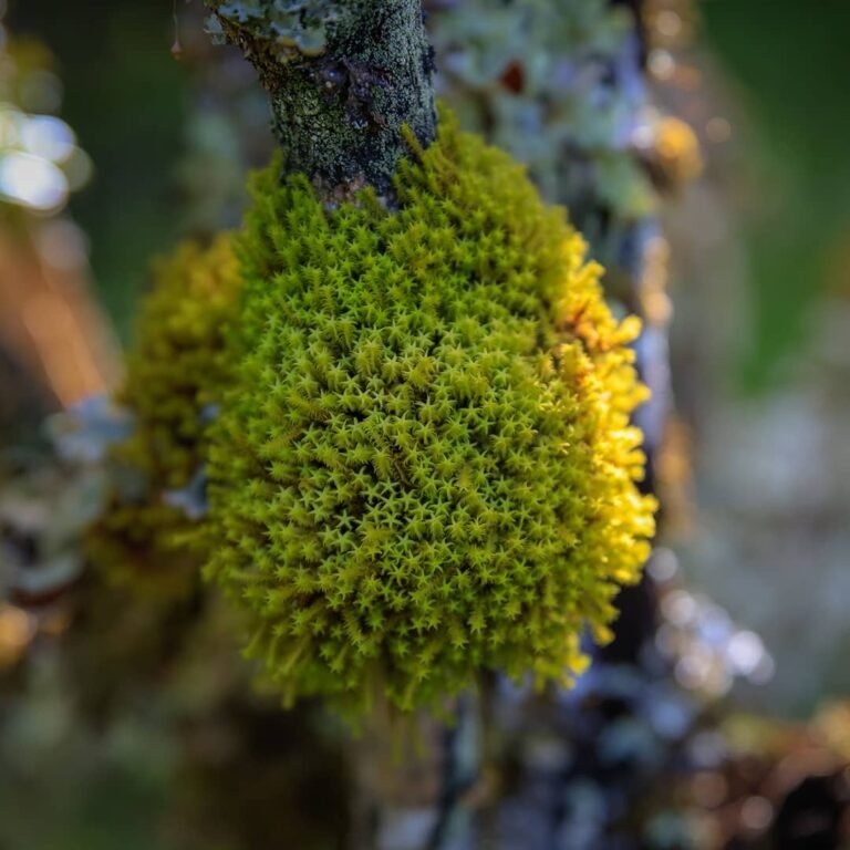 Renata_patagonia