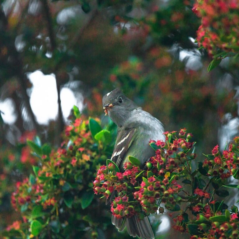 Renata_patagonia_fauna