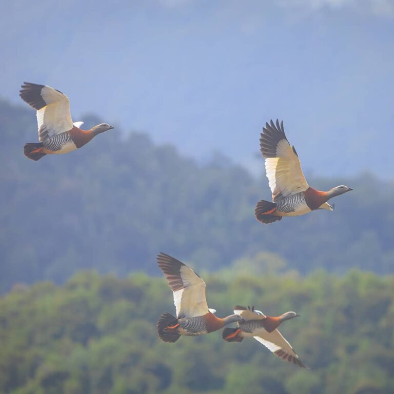 Renata_patagonia_fauna_patos