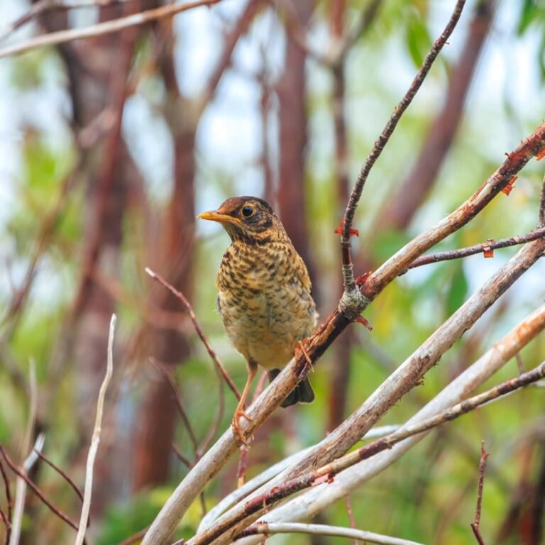 Renata_patagonia_fauna_zorzal