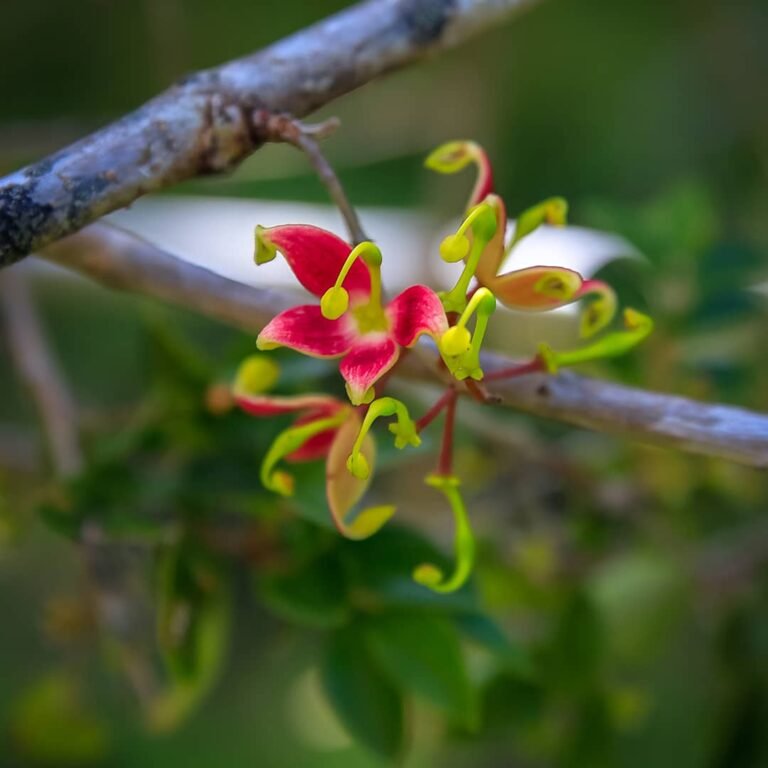 Renata_patagonia_flora