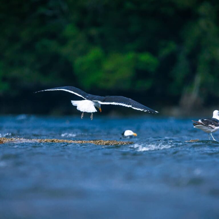 gaviotas_aldunate_renata